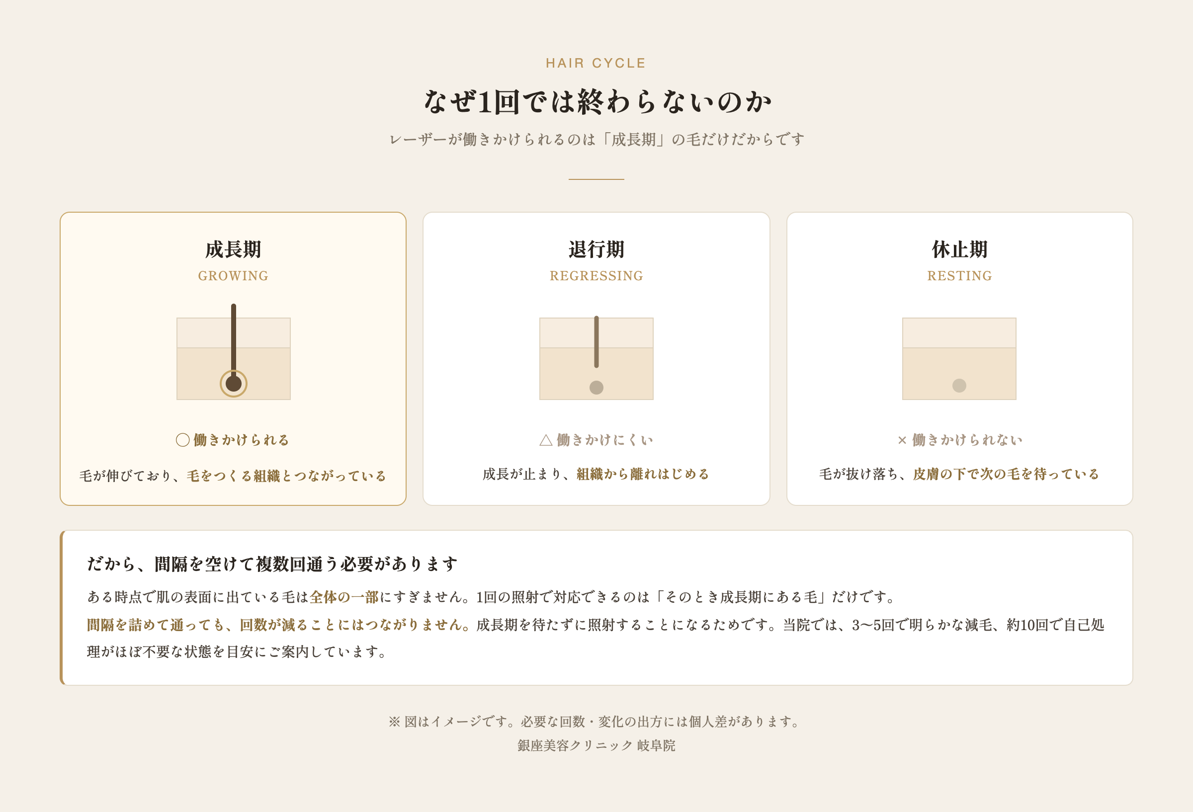 毛周期（成長期・退行期・休止期）とレーザーが働きかけられる時期の図解